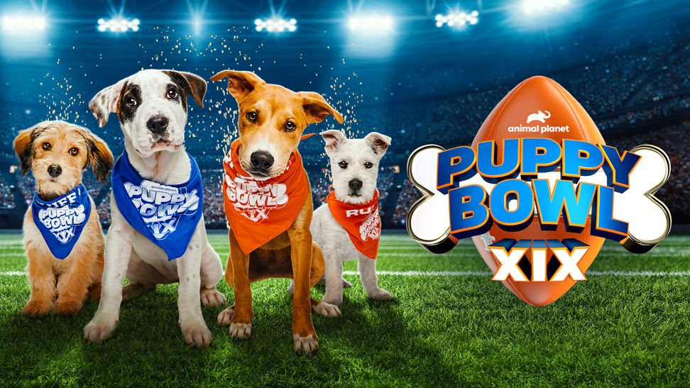 Watch “the big game,” Puppy Bowl XIX, on Philo!